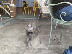 -喵屿·大理花园猫咖