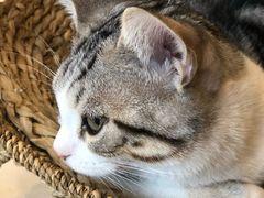 -飞行喵MR PILOT|猫舍·猫咖(静安大融城店)