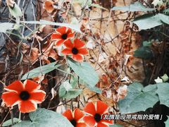 -伦教678文化街
