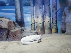 -芜湖新华联大白鲸海洋公园