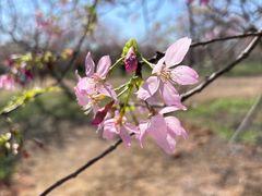 -天适樱花悠乐园