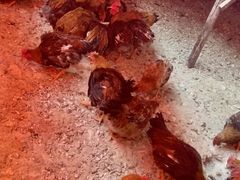 -鱼窝棚柴火铁锅炖(富山屯店)