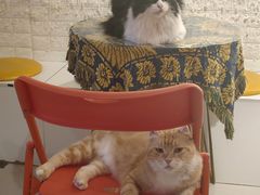 -平行世界·猫咖(首经贸店)