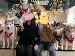 -Husky Go! 哈士奇体验馆·宠物咖啡厅狗咖