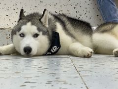-Husky Go!哈士奇体验馆·宠物咖啡厅狗咖