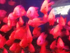 -泉州海丝野生动物世界