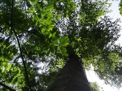 -日照海滨国家森林公园