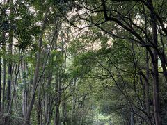 -东莞市大岭山森林公园