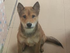 -博特宠物医院24h犬猫全科.骨科·异宠