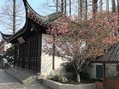 -上海醉白池公园