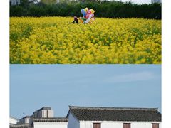 -桑洲油菜花景区