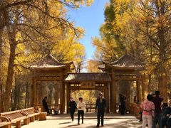 -金塔沙漠胡杨林景区