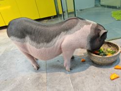-神奇动物撸宠馆·羊驼·小浣熊·异宠(豫园店)