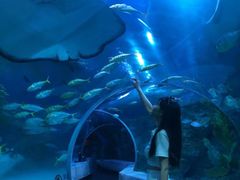 -芜湖新华联大白鲸海洋公园