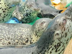 -北戴河圣蓝海洋公园