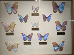 -上海昆虫博物馆