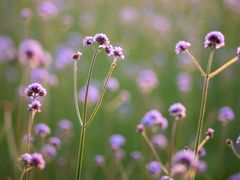 -杭州城北体育公园