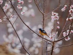 -泉寿司(万科公园店)