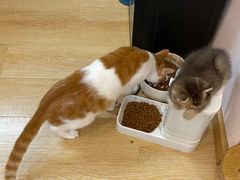 -猫咪派对(江南西店)