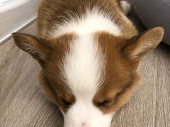 -浣熊柯尔鸭土拨鼠·电玩咖