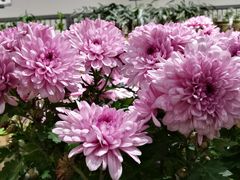 -鹿岛会员店 (龙湖三千集天街店)