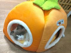 -MOCHA明星猫咖(田子坊店)