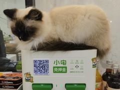 -共舞时光猫咖·狗咖(新街口店)