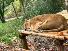 -栾川竹海野生动物园