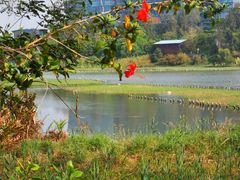 -华侨城湿地公园