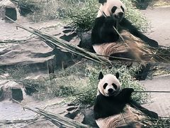 -上海野生动物园