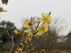 -无锡梅园公园