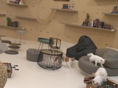 -飞行喵MR PILOT|猫舍·猫咖(静安大融城店)
