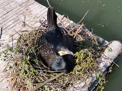 -泗洪洪泽湖湿地景区
