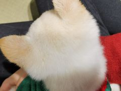 -逗柴咖啡屋·狗咖猫咖宠物桌游