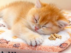 -小猫来了·猫咪专售(红山六九七九店)