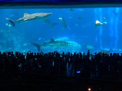 -横琴湾畔餐厅(长隆海洋王国白鲸剧场店)