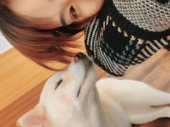 -豆柴町-柴犬主题狗咖(红鼎国际C座店)
