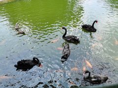-海南热带野生动植物园