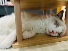 -猫遇摄影工作室