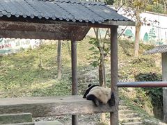 -中国大熊猫保护研究中心雅安碧峰峡基地