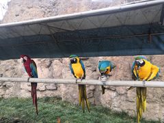 -西霞口神雕山野生动物世界