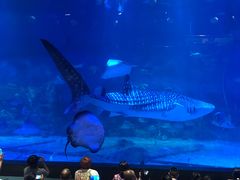 -烟台海昌鲸鲨海洋公园