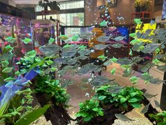 -青石桥花鸟鱼虫市场(叠翠城店)