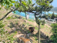 -西霞口神雕山野生动物世界