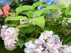 -龙大花卉苗木市场