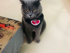 -猫在这儿猫咪咖啡馆·撸猫馆