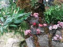 -花之城