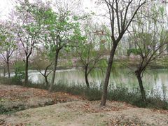 -广东花都湖国家湿地公园
