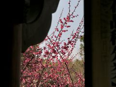 -杭州植物园