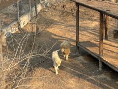 -石家庄市动物园